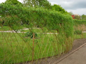 Живая изгородь из ивы – как создать зеленый забор на даче своими руками?