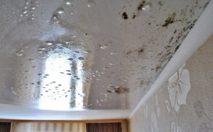Чем обработать плесень и грибок под натяжным потолком, и стоимость очистки