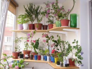 Как сделать полки для цветов самому – варианты для квартиры и летней оранжереи