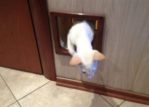 Дверца для кошки – делаем проем в межкомнатной и входной двери своими руками