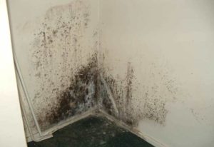Плесень на стене в квартире: что делать, как избавиться и вывести грибок?