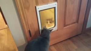 Дверца для кошки – делаем проем в межкомнатной и входной двери своими руками