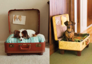 Дом для собаки – уютное жилище для комнатного любимца