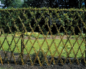 Живая изгородь из ивы – как создать зеленый забор на даче своими руками?