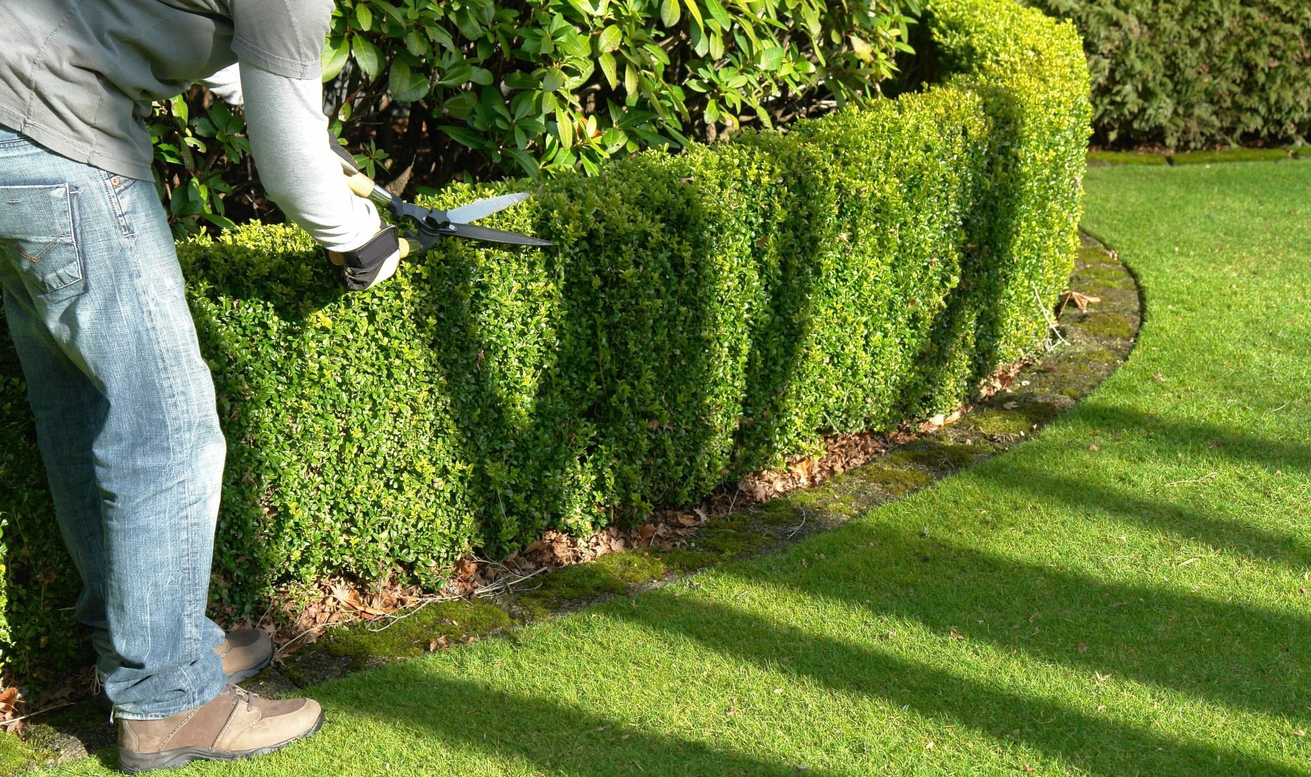 Стрижка кустарников: создание красивого сада